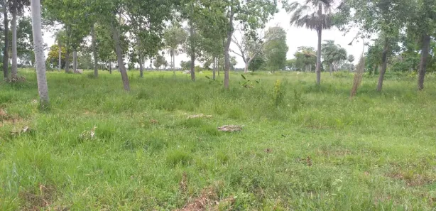 Fazenda / Sítio / Chácara à venda, 1000000m² no , Porto Murtinho