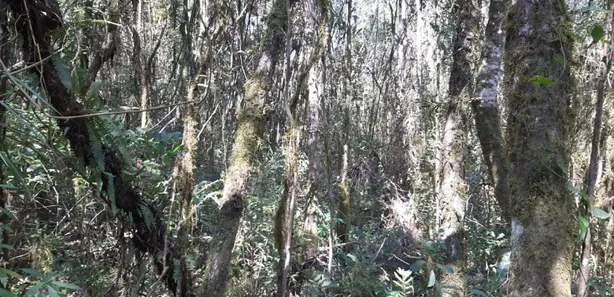 Fazenda / Sítio / Chácara com 3 Quartos à venda, 6000m² no , Contenda