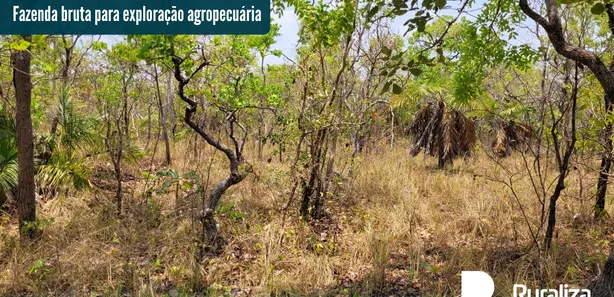 Fazenda / Sítio / Chácara à venda, 96m² no , Pedro Afonso