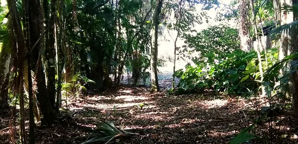 Fazenda / Sítio / Chácara com 1 Quarto à venda, 12900m² no , Antonina