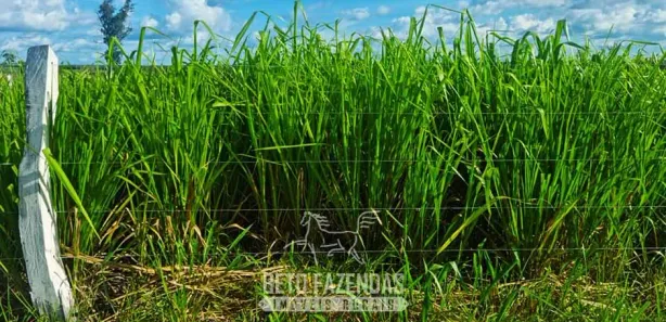 Fazenda / Sítio / Chácara à venda, 13380000m² no Área Rural de Gurupi, Gurupi