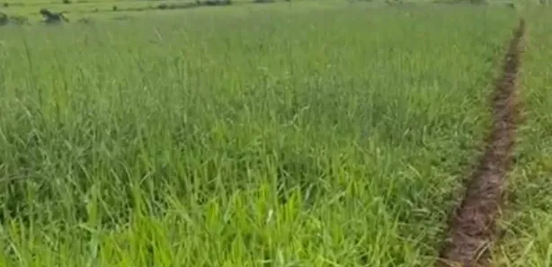 Terreno / Lote / Condomínio à venda, 64m² no Centro, Goianésia