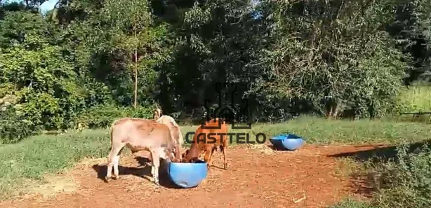 Fazenda / Sítio / Chácara com 3 Quartos à venda, 160m² no , Bela Vista do Paraíso