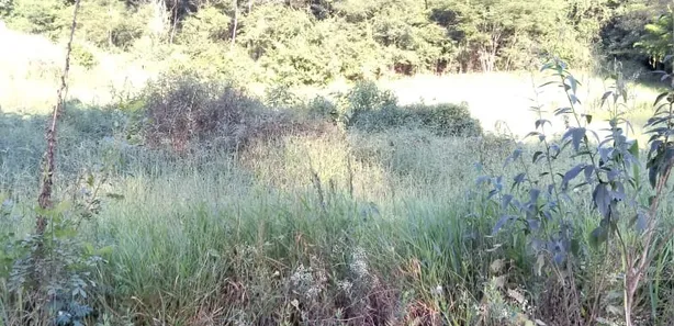 Fazenda / Sítio / Chácara com 1 Quarto à venda, 4000m² no Área Rural de Viçosa, Viçosa
