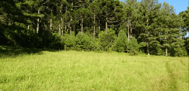 Fazenda / Sítio / Chácara com 3 Quartos à venda, 5081330m² no Centro, Campo Largo