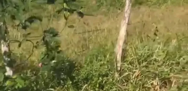Fazenda / Sítio / Chácara com 3 Quartos à venda, 350000m² no , Passira