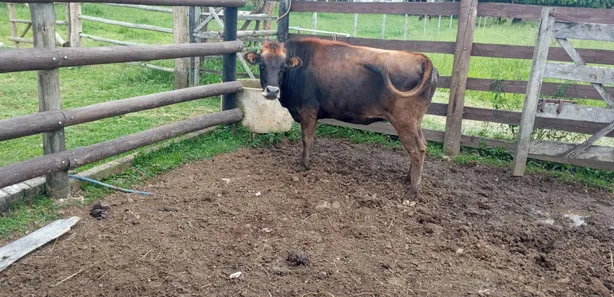 Fazenda / Sítio / Chácara com 6 Quartos à venda, 20000m² no Núcleo Rural Lago Oeste, Brasília