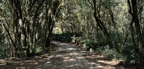 Fazenda / Sítio / Chácara com 5 Quartos à venda, 27500m² no Zona Rural, Campo Magro