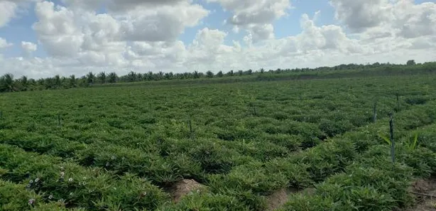 Fazenda / Sítio / Chácara com 4 Quartos à venda, 84000m² no , Vera Cruz