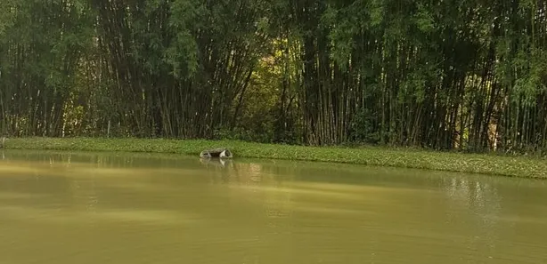 Fazenda / Sítio / Chácara com 2 Quartos à venda, 151000m² no Dos Borges, Embu-Guaçu