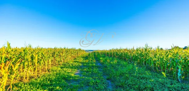 Fazenda / Sítio / Chácara com 1 Quarto à venda, 456017m² no Centro, Ponta Grossa