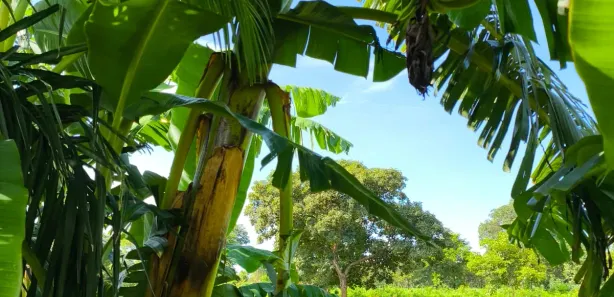 Fazenda / Sítio / Chácara com 3 Quartos à venda, 140m² no , Terenos