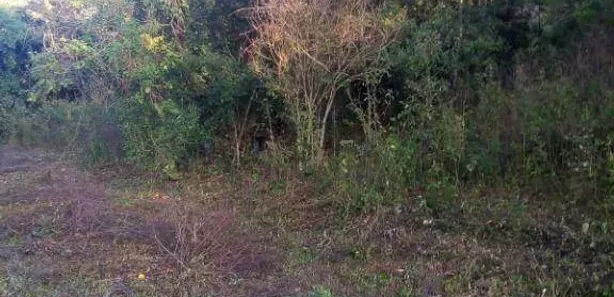 Terreno / Lote Comercial à venda, 24200m² no Pinheiro, Ibiporã