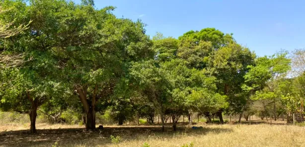 Terreno / Lote / Condomínio à venda, 27500m² no Jardim Barcelona, Bela Vista de Goiás