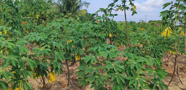 Fazenda / Sítio / Chácara com 3 Quartos à venda, 6100m² no , Vera Cruz
