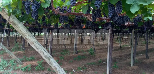 Fazenda / Sítio / Chácara à venda, 70000m² no , Petrolina