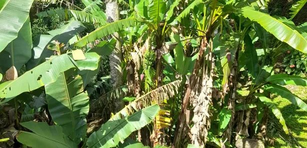 Fazenda / Sítio / Chácara com 2 Quartos à venda, 8372m² no Paiol do Meio, São Lourenço da Serra
