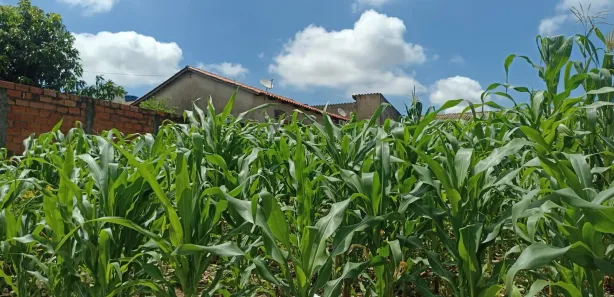 Terreno / Lote / Condomínio à venda, 300m² no Solar Monte Cristo, Senador Canedo