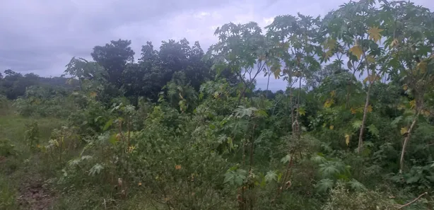 Fazenda / Sítio / Chácara à venda, 110000m² no Papucaia, Cachoeiras de Macacu