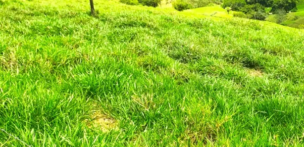 Fazenda / Sítio / Chácara à venda, 586000m² no Centro, Nossa Senhora das Dores
