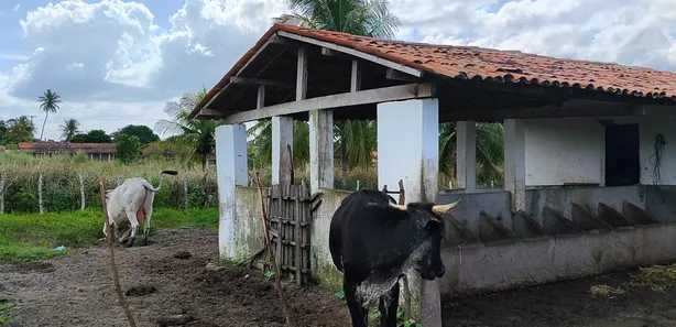 Fazenda / Sítio / Chácara com 4 Quartos à venda, 400000m² no , Vera Cruz