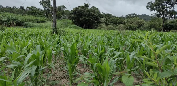 Terreno / Lote / Condomínio à venda, 20000m² no , Fortuna de Minas