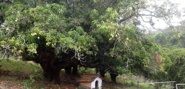 Fazenda / Sítio / Chácara com 3 Quartos à venda, 250m² no Bom Destino, Santa Luzia
