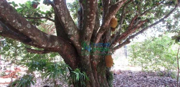 Fazenda / Sítio / Chácara com 3 Quartos à venda, 6m² no Jardim Porangaba, Águas de São Pedro