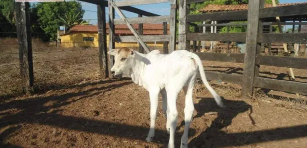 Fazenda / Sítio / Chácara com 2 Quartos à venda, 160m² no Centro, Pium