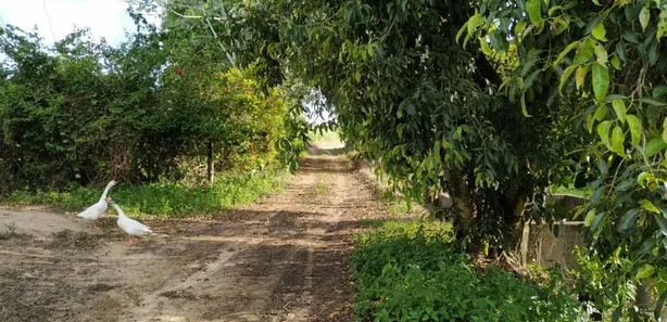 Fazenda / Sítio / Chácara com 4 Quartos à venda, 91960m² no Centro, Capivari