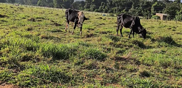 Fazenda / Sítio / Chácara à venda, 55000m² no Arapoanga, Brasília