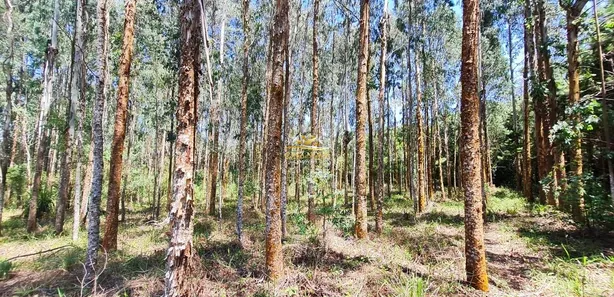 Fazenda / Sítio / Chácara com 1 Quarto à venda, 34550m² no Mato Dentro, Almirante Tamandaré