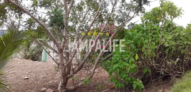 Terreno / Lote / Condomínio à venda, 609m² no Chã do Lindolfo, Bananeiras
