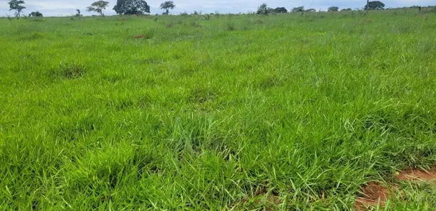 Fazenda / Sítio / Chácara com 5 Quartos à venda, 53m² no Área Rural de Santo Antônio do Descoberto, Santo Antônio do Descoberto