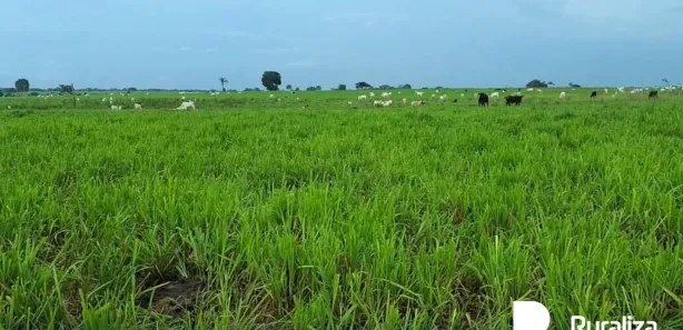 Fazenda / Sítio / Chácara à venda, 416m² no , Bernardo Sayão