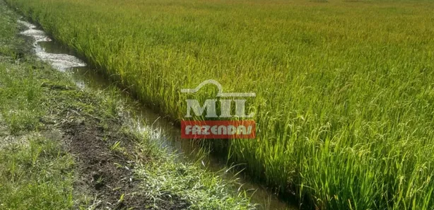 Fazenda / Sítio / Chácara com 3 Quartos à venda, 500m² no , Lagoa da Confusão