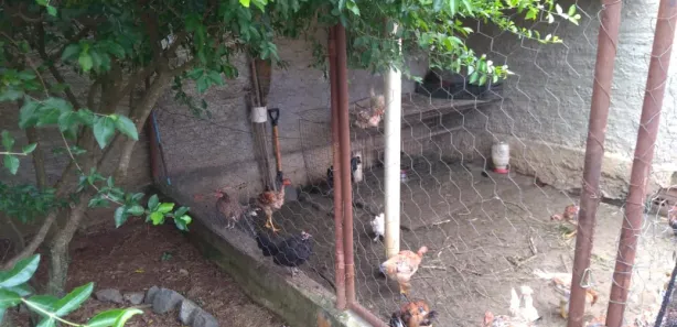 Fazenda / Sítio / Chácara com 3 Quartos à venda, 200m² no , Alambari