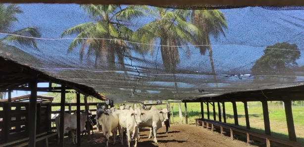 Fazenda / Sítio / Chácara à venda, 300m² no Centro, Itapecuru Mirim