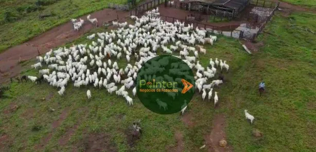 Fazenda / Sítio / Chácara à venda, 3660000m² no , Pedro Afonso