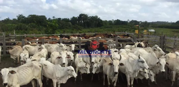 Fazenda / Sítio / Chácara com 5 Quartos à venda, 7550000m² no , Turiaçu