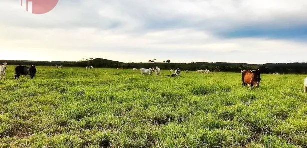 Fazenda / Sítio / Chácara com 2 Quartos à venda, 15800000m² no Setor Central, Pedro Afonso