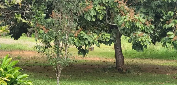 Fazenda / Sítio / Chácara com 3 Quartos à venda, 20000m² no , Brasília