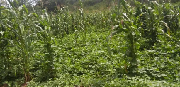 Fazenda / Sítio / Chácara à venda, 40000000m² no , São Braz do Piauí