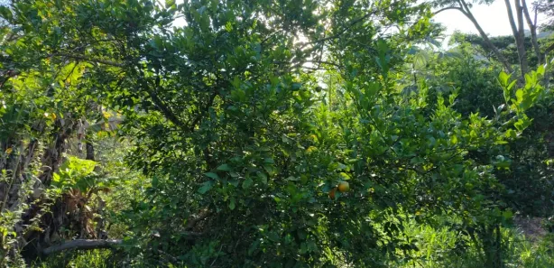 Fazenda / Sítio / Chácara com 2 Quartos à venda, 2000m² no Nossa Senhora do Amparo, Barra Mansa
