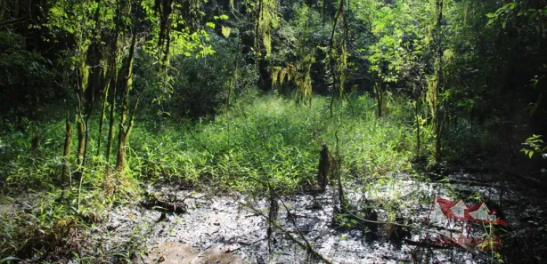 Fazenda / Sítio / Chácara à venda, 20600m² no Área Rural de Fazenda Rio Grande, Fazenda Rio Grande