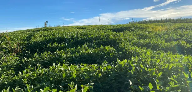 Fazenda / Sítio / Chácara com 2 Quartos à venda, 70000m² no , Brasília