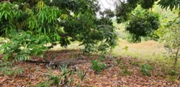Terreno / Lote / Condomínio para alugar, 9800m² no Coaçu, Eusébio