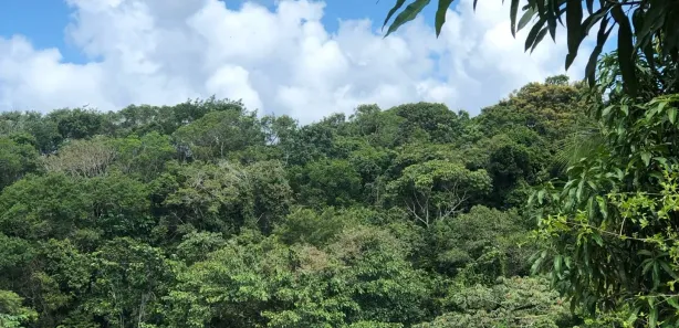 Fazenda / Sítio / Chácara com 4 Quartos à venda, 1156m² no Praia do Forte, Mata de São João