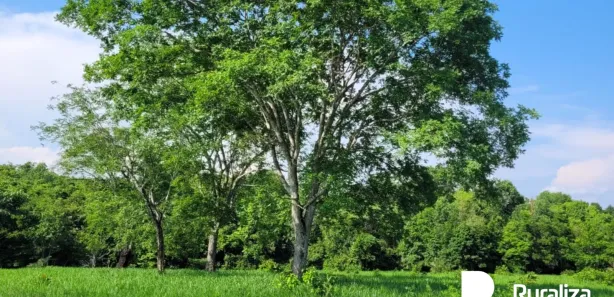 Fazenda / Sítio / Chácara à venda, 150m² no , Paraíso do Tocantins