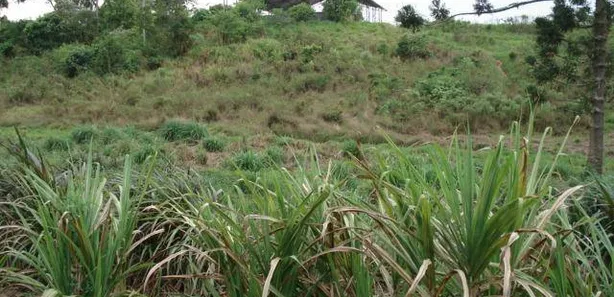 Terreno / Lote / Condomínio à venda, 26742m² no Jardim Petrópolis, Cotia